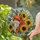 Majestic Fox Profile Three Sunflowers - Home Decor Gift for Wildlife Lovers Stained Glass Suncatcher - 2
