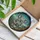 Vintage Camera Koala Eucalyptus Scenic Waterscape - Wildlife Lover Home Decor Gift Stained Glass Suncatcher - 3
