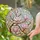 Translucent Magnolia Flowers Dappled Sunlight Blooming Branch Home Decor Gift Stained Glass Suncatcher - 2
