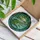 Aggressive Alligator Sharp Teeth Jungle Swamp Jewel Frame - Wildlife Home Decor Gift Stained Glass Suncatcher - 3