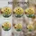 Sunflowers Tulips Irises Blossoms Pine Trees Sun Disc Garden - Home Decor Gift Stained Glass Suncatcher - 4