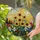 Sunflowers Tulips Irises Blossoms Pine Trees Sun Disc Garden - Home Decor Gift Stained Glass Suncatcher - 2