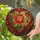 Red Orange Rose Heart Frame Tiffany Stained Glass - Home Decor Gift for Rose Lover Stained Glass Suncatcher - 2