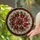 Stained Glass Poinsettia Flowers Mosaic - Intricate Christmas Holiday Home Decor Gift Stained Glass Suncatcher - 2