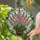 Vibrant Pink Flowering Plant Barrel Planter - Home Decor Gift for Plant Lover Stained Glass Suncatcher - 2