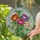 Four Blooming Peony Flower Bouquet Lush Green Foliage - Home Decor Gift Stained Glass Suncatcher - 2