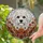 Fluffy Poodle Bichon Dog Head Floral Butterfly - Dog Lover Home Decor Gift Stained Glass Suncatcher - 2