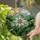 Edelweiss Star Flower Mountain Peaks Golden Sun - Nature Lover Home Decor Gift Stained Glass Suncatcher - 2