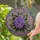 Lush Violets Lavender Sprigs Floral Bouquet - Home Decor Gift for Garden Lover Florist Stained Glass Suncatcher - 2