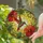 Vibrant Hummingbird Hibiscus Flowers Green Leaves - Home Decor Gift for Nature Lovers Stained Glass Suncatcher - 2