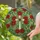 Christian Cross Poinsettia Flowers - Christmas Holiday Home Decor for Christian Faith Stained Glass Suncatcher - 2