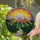 Radiant Sunrise Snow-Capped Mountain Forest River Wilderness Landscape Home Decor Gift Stained Glass Suncatcher - 2