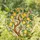 Gnarled Lemon Tree Branch Ripe Yellow Lemons Green Leaves White Blossoms - Home Decor Gift for Garden Lover Stained Glass Suncatcher - 1