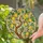 Gnarled Lemon Tree Branch Ripe Yellow Lemons Green Leaves White Blossoms - Home Decor Gift for Garden Lover Stained Glass Suncatcher - 2