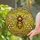 Majestic Honeybee Honeycomb Floral Leafy Vines Golden Honey Mosaic Tiffany Glass - Home Decor Gift Stained Glass Suncatcher - 2