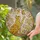 Playful Cat Butterfly Daisy Flowers - Home Decor Gift for Cat Lover Stained Glass Suncatcher - 2