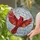 Cardinal Bird Flying Winter Forest Scene Stained Glass Mosaic with Frosted Branches Snowflakes Stained Glass Suncatcher - 2