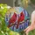 Vibrant Red Cardinals Lavender Flowers Radiant Sun Mosaic Tiffany Glass Translucent Display Stained Glass Suncatcher - 2