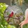 Red Male Female Cardinal Pair & Cherry Blossom - Translucent Tiffany Style Spring Garden Art Stained Glass Suncatcher - 2