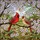 Red Male Female Cardinal Pair & Cherry Blossom - Translucent Tiffany Style Spring Garden Art Stained Glass Suncatcher - 5