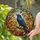 Iridescent Grackle Crow Tiffany Glass Autumn Leaves Forest Canopy Mosaic Jewel Tones Stained Glass Suncatcher - 2