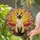 Siamese Cat Pink Cherry Blossom Stained Glass Mosaic Art Radiant Sunset Landscape Stained Glass Suncatcher - 2