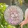 Chubby Bunny Stained Glass Art - Pink Flowers Spring Bonnet Winking Eyes Window Panel Stained Glass Suncatcher - 2