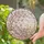 Crescent Moon Cherry Blossom Tiffany Stained Glass Luminous Iridescent Decor Stained Glass Suncatcher - 2