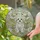 Maltese Dog Stained Glass Art, Flowers & Butterflies, Intricate Tiffany Style Nature Scene Stained Glass Suncatcher - 2