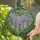 Tiffany Style Wisteria Stained Glass Art - Translucent Jewel Tone Floral Garden Mosaic Stained Glass Suncatcher - 2