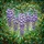 Tiffany Style Wisteria Stained Glass Art - Translucent Jewel Tone Floral Garden Mosaic Stained Glass Suncatcher - 5