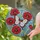 White Butterfly Red Poppy Tiffany Glass - Stained Glass Mosaic Sky & Green Foliage Stained Glass Suncatcher - 2
