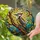 Majestic Red Crest Woodpecker Bird Tiffany Stained Glass Mosaic Tree Branch Art Stained Glass Suncatcher - 2