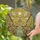 Tiffany Style Butterfly Sunburst Star Stained Glass Art - Intricate Jewel Tone Mosaic Decor Stained Glass Suncatcher - 2