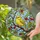 Cheerful Yellow Canary Finch Tiffany Stained Glass Art with Red Berries, Green Leaves Stained Glass Suncatcher - 2