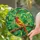 Vibrant Red Head Yellow Songbird Tiffany Stained Glass Tropical Foliage Art Stained Glass Suncatcher - 2