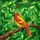 Vibrant Red Head Yellow Songbird Tiffany Stained Glass Tropical Foliage Art Stained Glass Suncatcher - 5