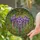 Tiffany Stained Glass Wisteria Flowers Cascading Vines Mosaic - Vibrant Window Art Stained Glass Suncatcher - 2