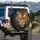 Majestic Tiger Focused Eyes Powerful Head Striped Fur Jungle Foliage Wildlife Lover Gift Spare Tire Cover - 3