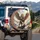 Majestic Winged Lion Golden Armor Royal Blue Sash Spare Tire Cover - 3
