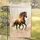 Double Exposure Galloping Horse Pine Forest Sunset - Home Decor Gift for Wildlife Lovers Garden Flag - 5