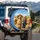 Golden Retrievers Driving Hay Bales Straw Hat Overalls - Country Pet Lover Gift Spare Tire Cover - 3