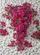 Lush Magenta Pink Bougainvillea Foliage River Pebbles Floral Home Decor Gift Garden Flag - 6