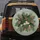 Jungle Foliage Plumeria Bird of Paradise Flowers - Everyday Decor Gift Spare Tire Cover - 5