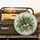 Jungle Foliage Plumeria Bird of Paradise Flowers - Everyday Decor Gift Spare Tire Cover - 2
