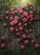 Climbing Roses Wooden Fence Garden - Home Decor Gift for Garden Lover Garden Flag - 6