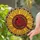 Red Cardinal Sunflower Seed Head Petals - Bird Lover Home Decor Gift Stained Glass Suncatcher - 2