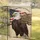 Bald Eagle American Flag 250th Anniversary 1776-2026 - Independence Day Patriotic Decor Garden Flag - 5