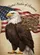 Bald Eagle American Flag 250th Anniversary 1776-2026 - Independence Day Patriotic Decor Garden Flag - 6