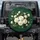 Creamy White Garden Roses Emerald Green Foliage - Home Decor Gift for Nature Lovers Spare Tire Cover - 1